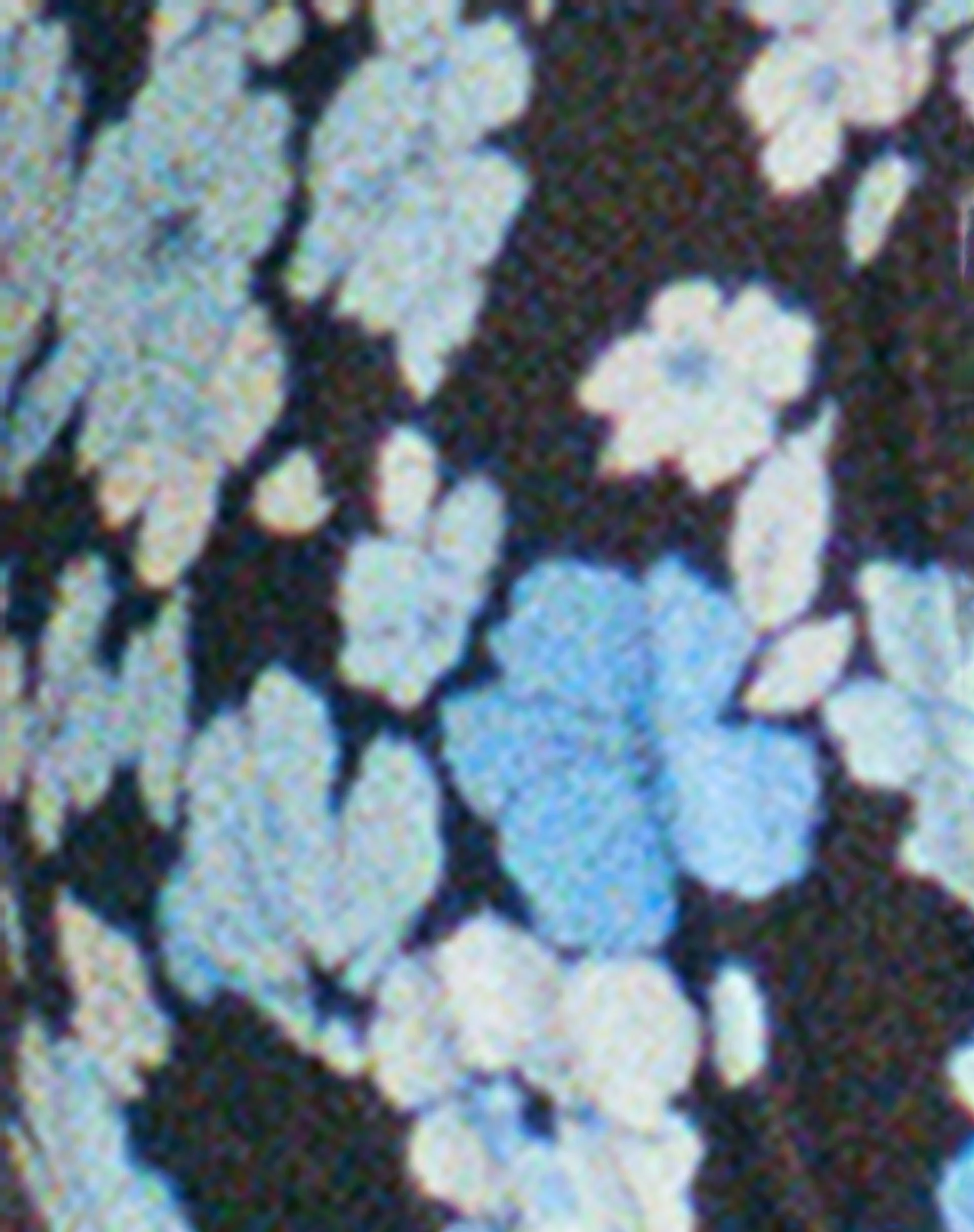Cerry Bikini Top in Pastel Blue Floral - Image 8