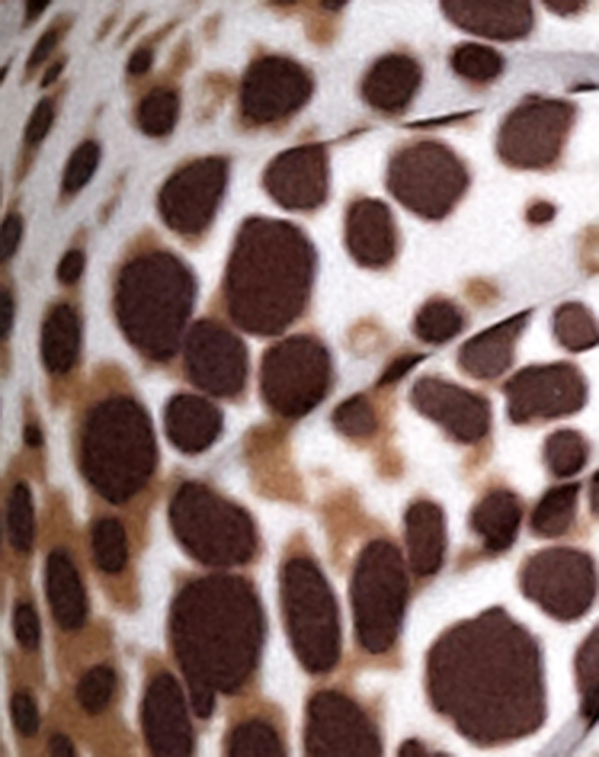 Febri Bikini Bottom in Sand Leopard - Image 8