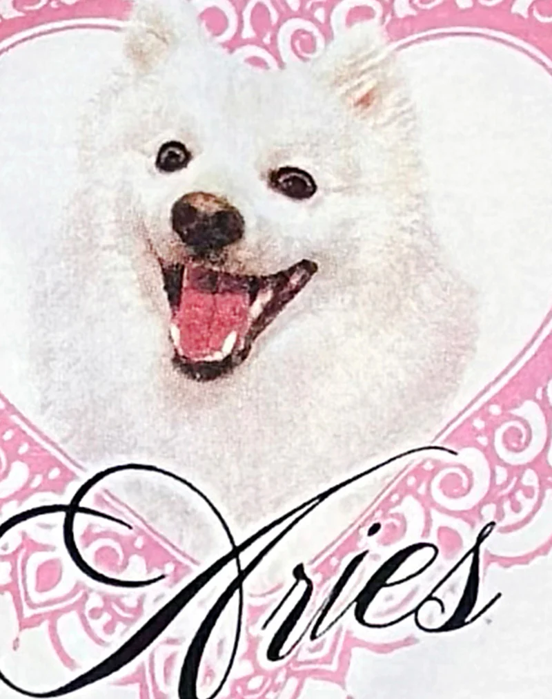 Oversize Basic Tee in White with Aries Motel Pet Print - Image 6